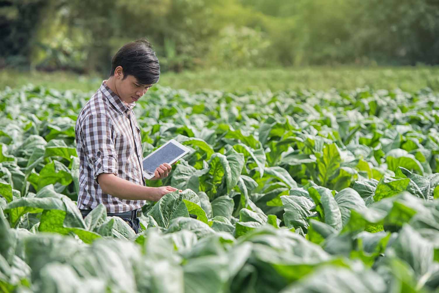 La revolucion digital en el sector agroalimentario